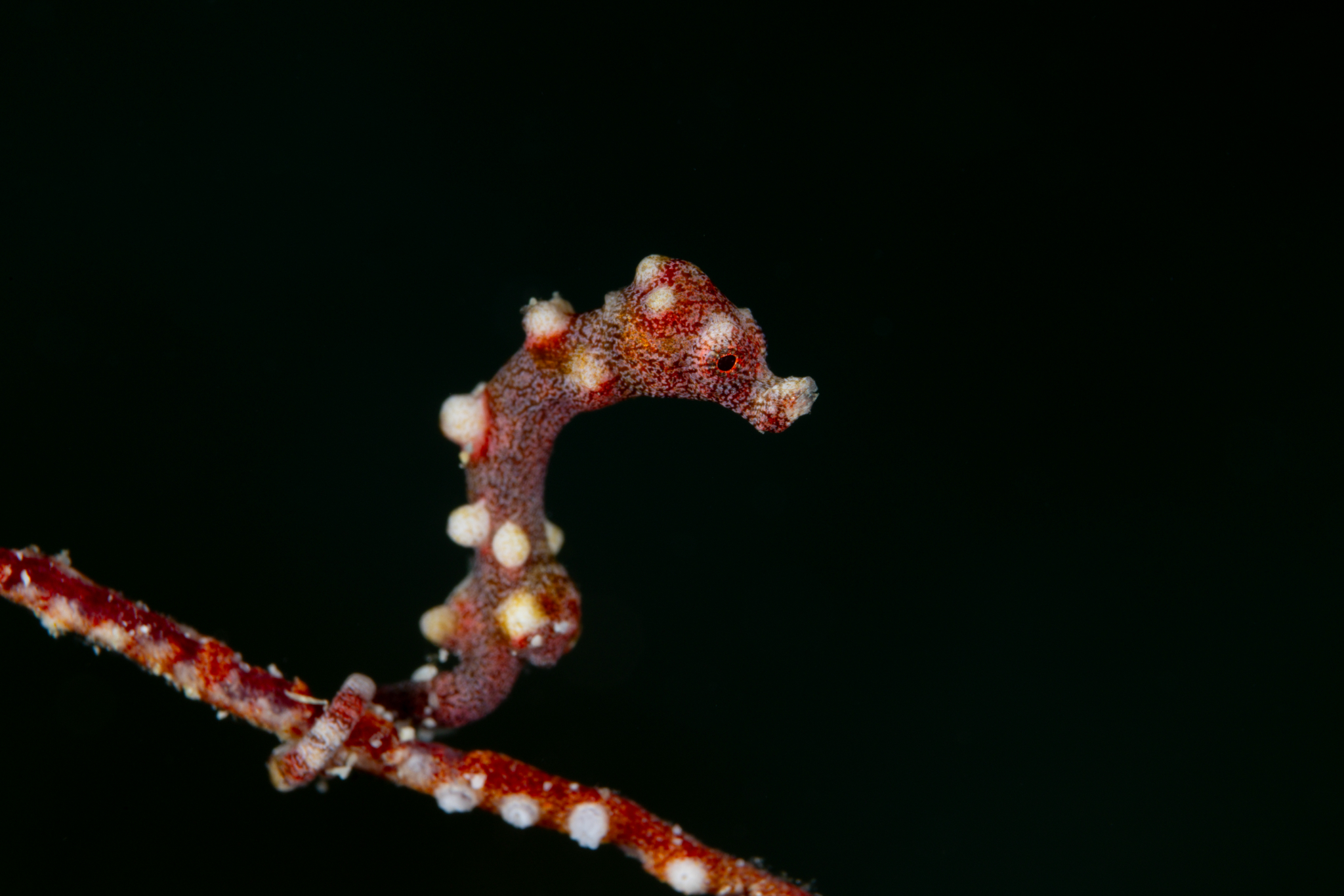 Denise’s pygmy seahorse